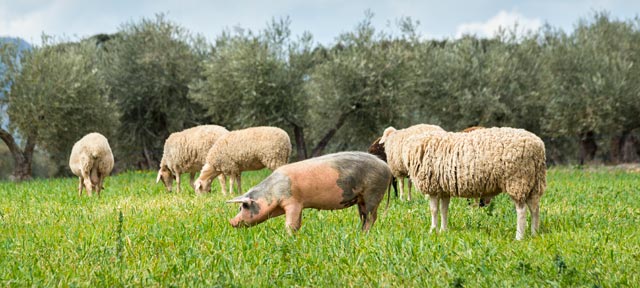 Should I Buy Organic, Grass-Fed, and Pastured Animal Products?