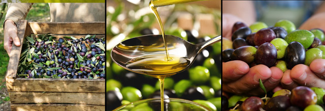 The Virginity Lie: How to Find Real Extra Virgin Olive Oil